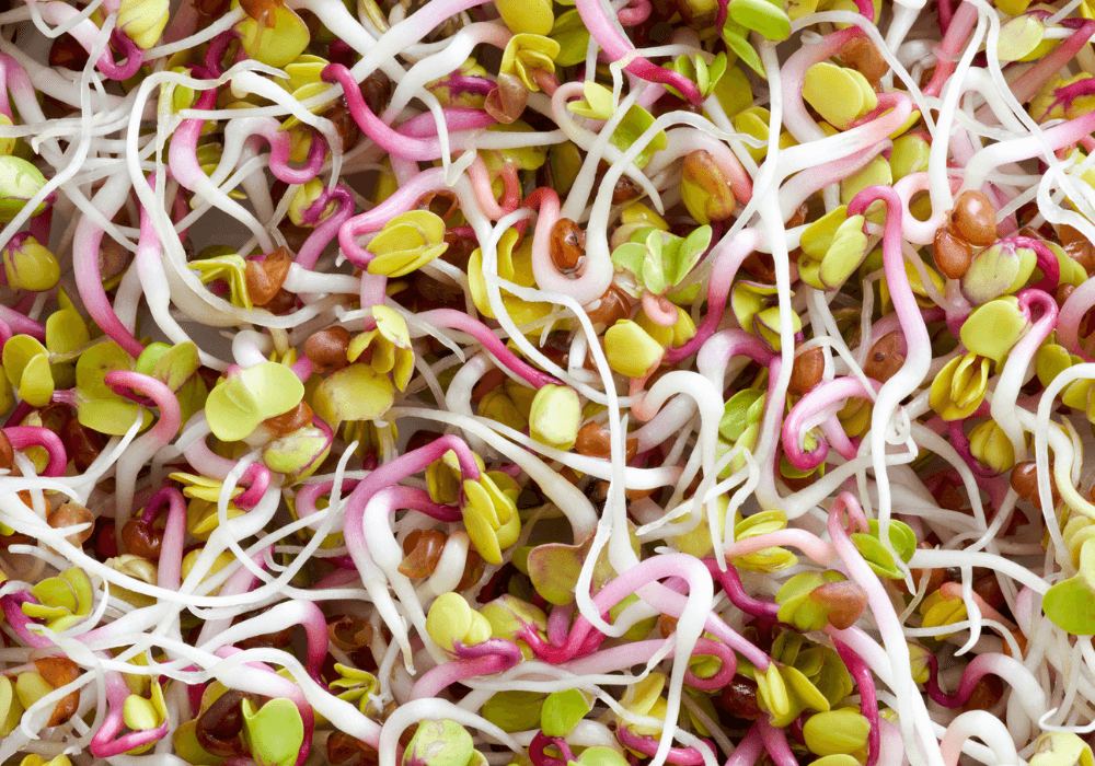 This photo shows a close-up of sprouts. 
