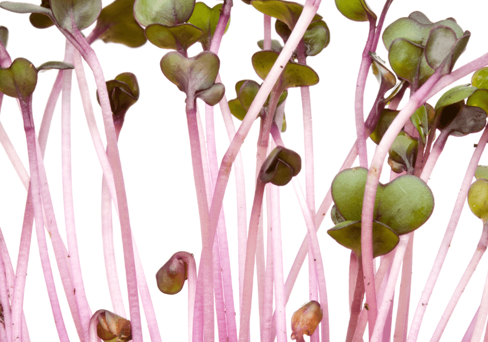 This photo show sprouts as they're growing out from the soil. 