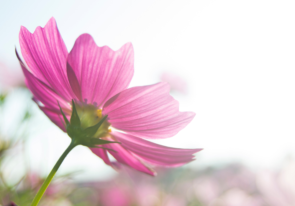 Image of a flower growing toward the sun.